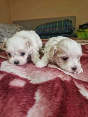 Bichoni cauta o noua căsuța!!! 