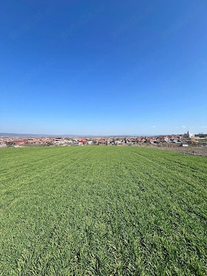 Teren 5375 m2 langa Cartierul Verde Cheriu - imagine 6