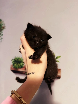 british black si crem cu ochii albastrii