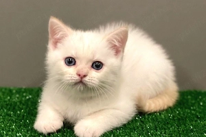 Ragdoll jucaus  - imagine 2