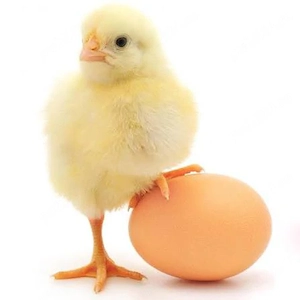 Sussex si Australorp oua pentru incubat