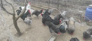 Sussex si Australorp oua pentru incubat - imagine 3
