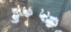 Sussex si Australorp oua pentru incubat - imagine 2