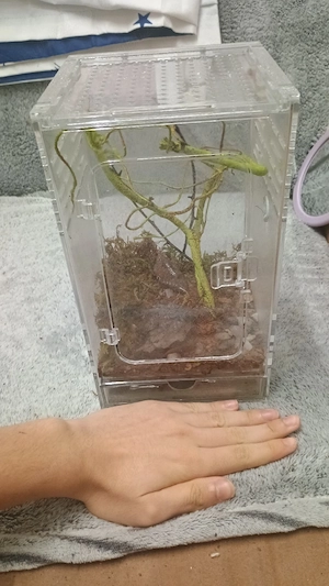 terariu acvariu  - imagine 5