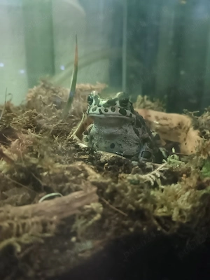 terariu acvariu  - imagine 3