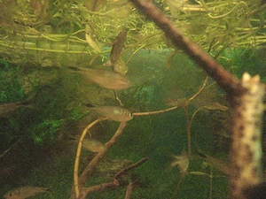 terariu acvariu  - imagine 4