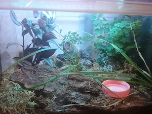 terariu acvariu  - imagine 2