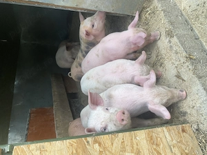 Purcei de vanzare!!! - imagine 2