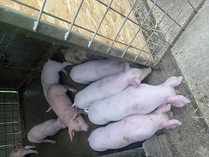 Purcei de vanzare!!! - imagine 3