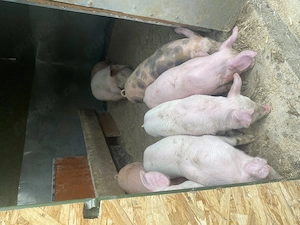 Purcei de vanzare!!!