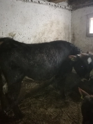 Juncuta de un an holstein