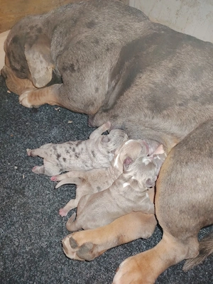 American bully pochet