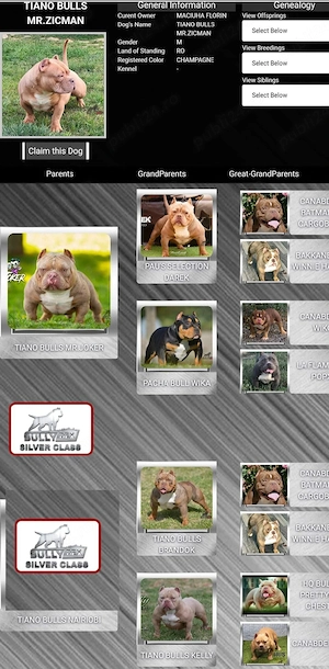 American bully pochet - imagine 3
