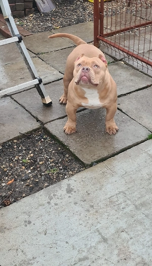 American bully pochet - imagine 4