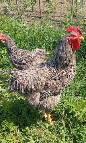 Cocoș Plymouth rock  