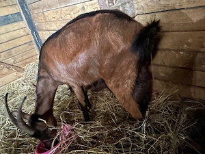 Iezi Alpina franceza - imagine 3