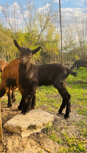 Iezi Alpina franceza - imagine 4