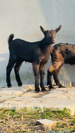 Iezi Alpina franceza - imagine 2