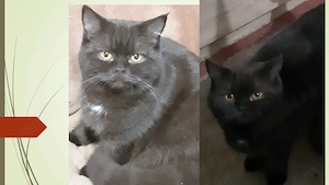 Chocolate cauta un nou stapan doritor de pui - imagine 2