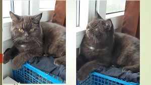 Chocolate cauta un nou stapan doritor de pui