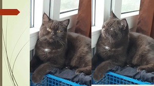 Chocolate cauta un nou stapan doritor de pui - imagine 3