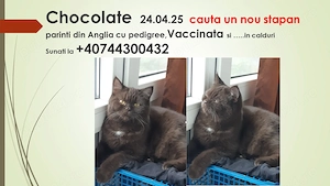 Chocolate cauta un nou stapan doritor de pui - imagine 5