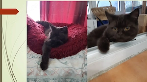 Chocolate cauta un nou stapan doritor de pui - imagine 4