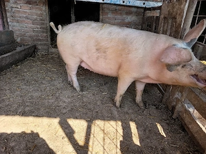 de vanzare - imagine 1