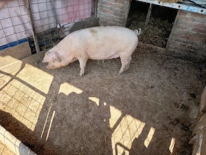 de vanzare - imagine 2