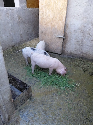 Grasuni 12 saptamani