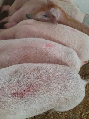 soldani pik 480 lei - imagine 4