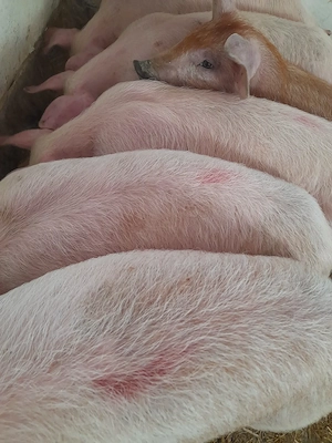 soldani pik 480 lei - imagine 5