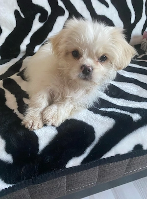 Vand bichonica talie mica 2 luni jumate fetita