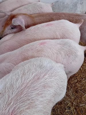 soldani pik 480 lei - imagine 5