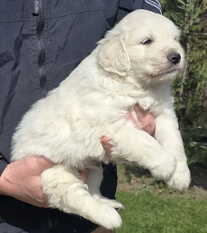 Pui Golden Retrieveri cu pedigree.