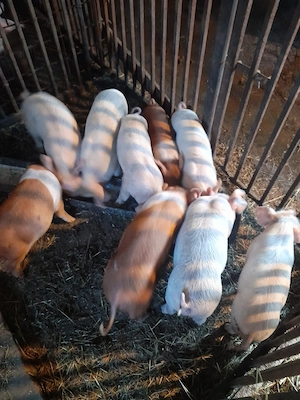 Oncești Vânzare porci de carne 7 săptmâni - imagine 2