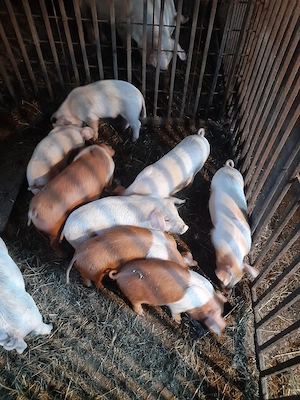 Oncești Vânzare porci de carne 7 săptmâni