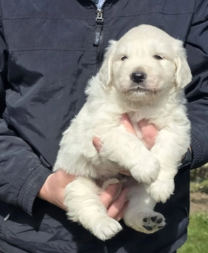 Pui Golden Retrieveri cu pedigree. - imagine 3