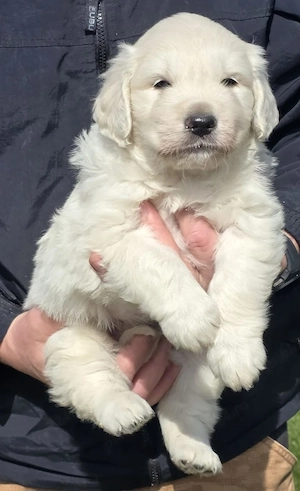 Pui Golden Retrieveri cu pedigree. - imagine 2