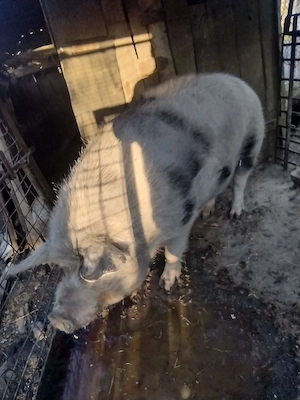 porc de vanzare aproximativ 300 kg preț 4000 lei - imagine 5