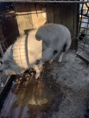 porc de vanzare aproximativ 300 kg preț 4000 lei - imagine 4