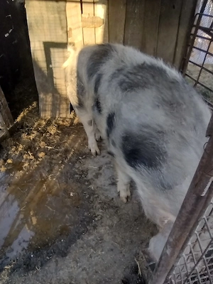 porc de vanzare aproximativ 300 kg preț 4000 lei - imagine 3