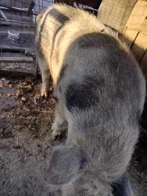 porc de vanzare aproximativ 300 kg preț 4000 lei - imagine 2