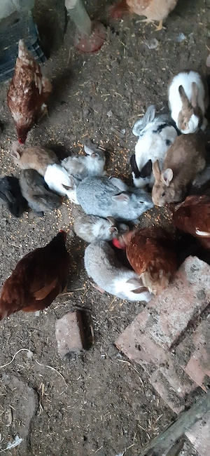 Iepurași vii de vânzare  - imagine 2