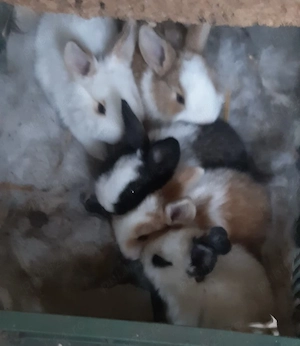 Iepurași vii de vânzare 