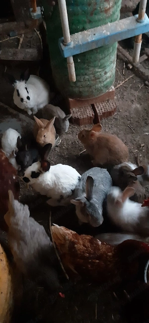 Iepurași vii de vânzare  - imagine 4