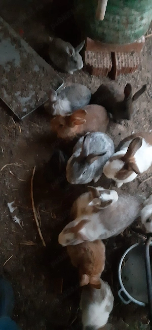 Iepurași vii de vânzare  - imagine 3