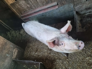 Porci de vanzare in comuna Tormac 14 lei -kg