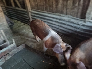 Porci de vanzare 13 lei kg - imagine 4