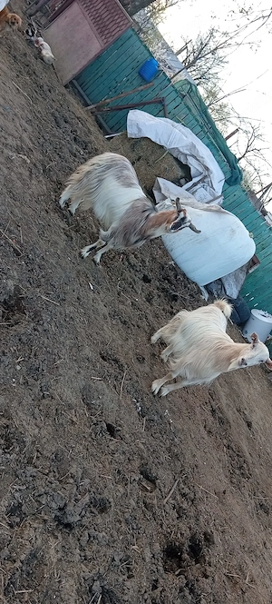 De vânzare 2 capre sterpe  - imagine 3